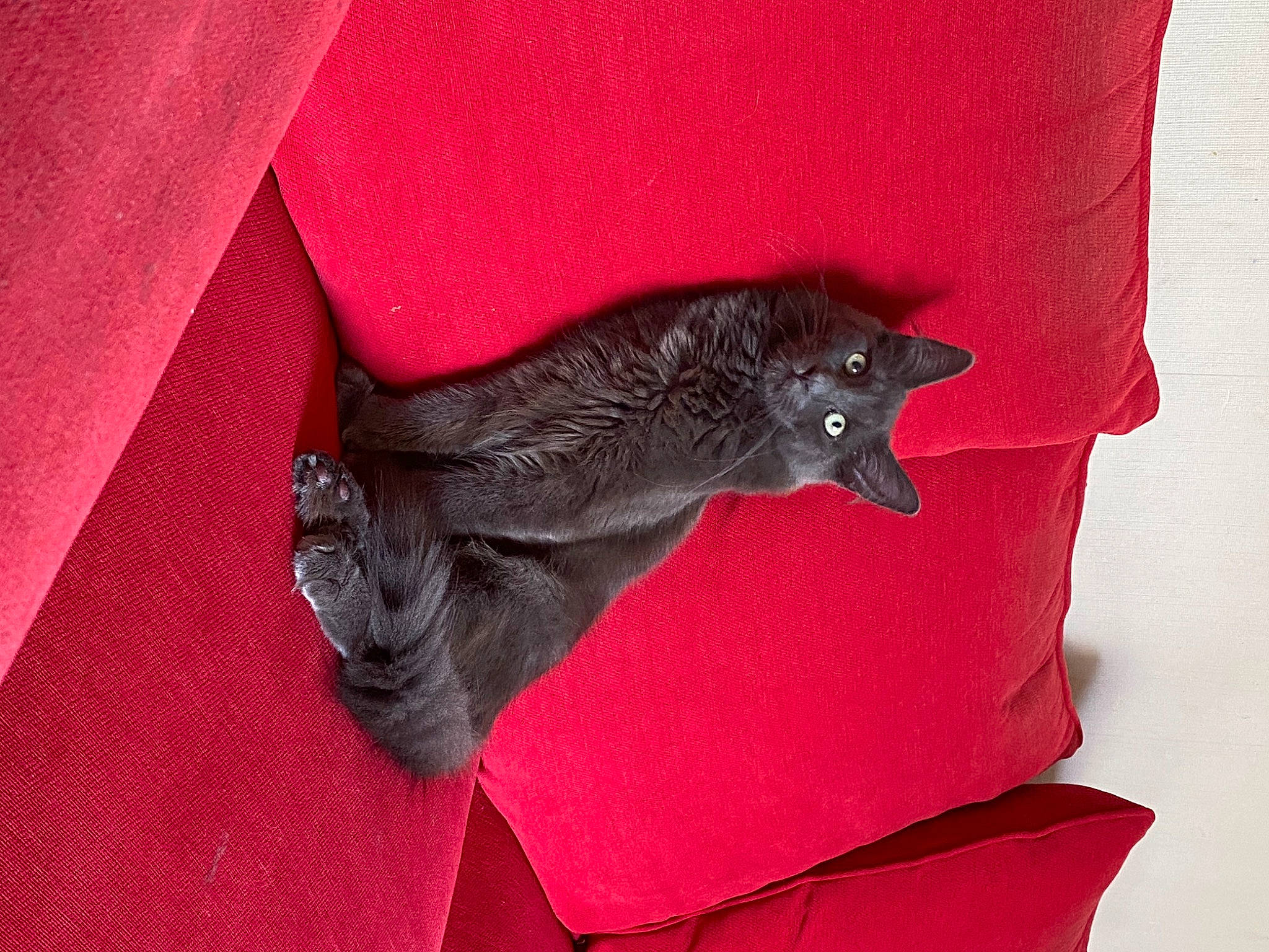 Gizmo is registered to the contest to win money with this photo: black_cat, canidae, carmine, carnivore, cat, claw, comfort, dog_breed, electric_blue, fashion_accessory, felidae, fur, grey, linens, magenta, red, sleeve, small_to_medium_sized_cats, tail, whiskers