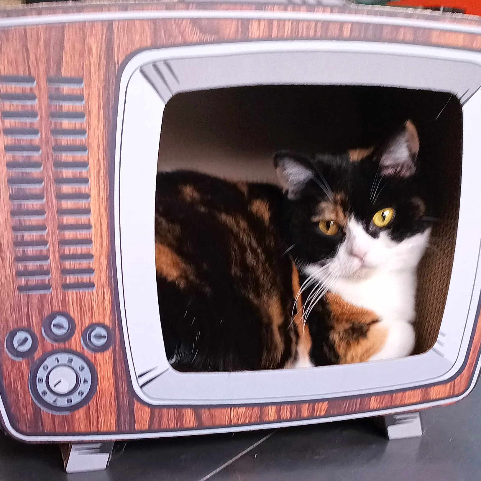 Polka a rejoint le concours — aidez-le/la à gagner de superbes lots ! animal, appliance, cat, computer, computerhardware, computerkeyboard, device, electricaldevice, electronics, fireplace, hardware, indoors, kitten, manx, microwave, monitor, oven, pet, screen, tv