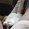 Polka a rejoint le concours — aidez-le/la à gagner de superbes lots ! cat, upside_down, relaxed, stretching, fluffy_fur, chair, indoor, cozy, calm, pet, domestic_animal, whiskers, paw, fur_pattern, window_light, resting, cute, animal, sleepy, furniture