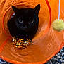 cat, black_cat, orange_tunnel, toy, ribbon, pom_pom, curious, indoor, pet, feline, playful, carpet, closeup, animal, cute, domestic, whiskers, ears, face, eyes