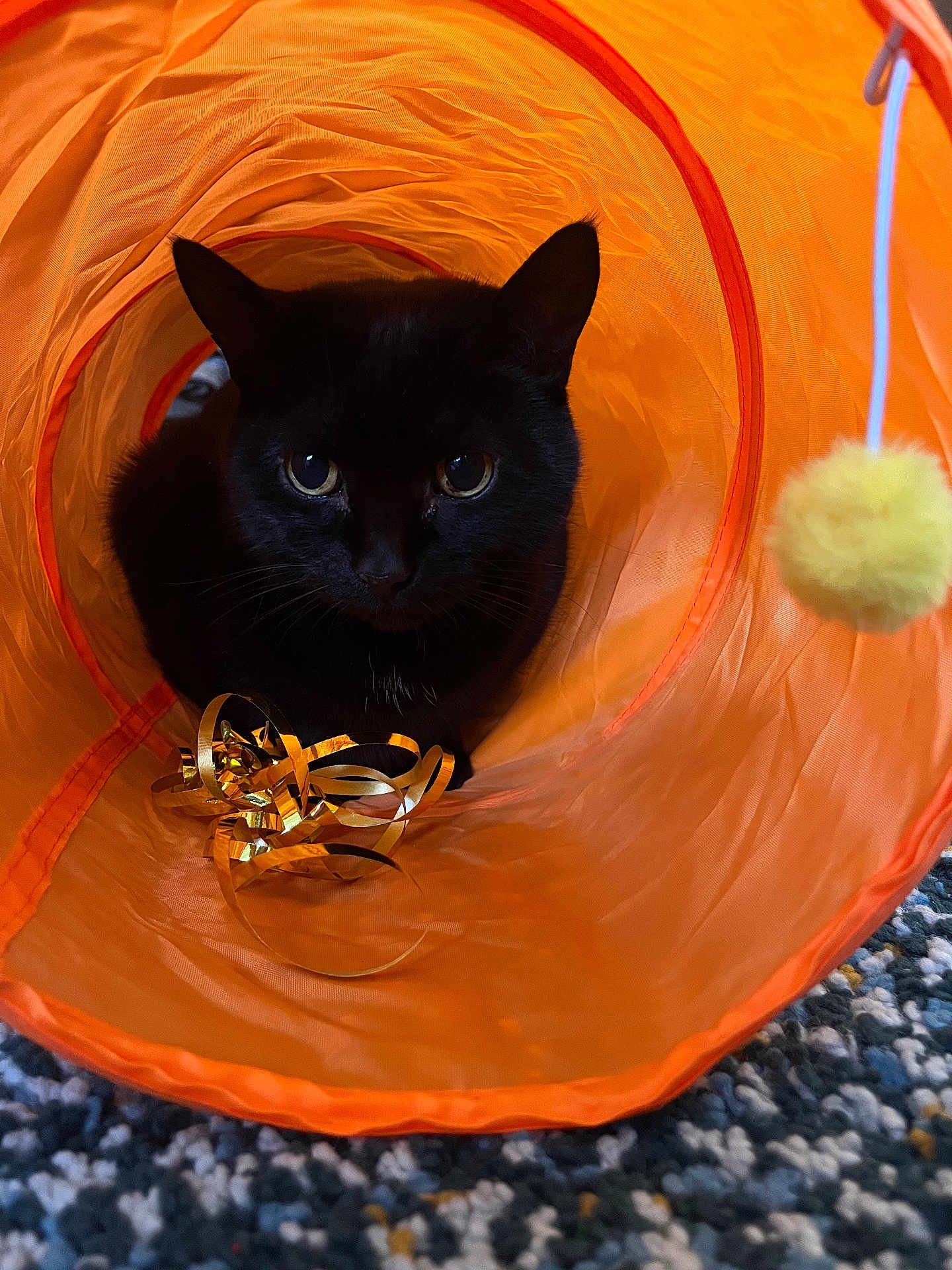 Poppy joined the competition — help win amazing prizes! cat, black_cat, orange_tunnel, toy, ribbon, pom_pom, curious, indoor, pet, feline, playful, carpet, closeup, animal, cute, domestic, whiskers, ears, face, eyes
