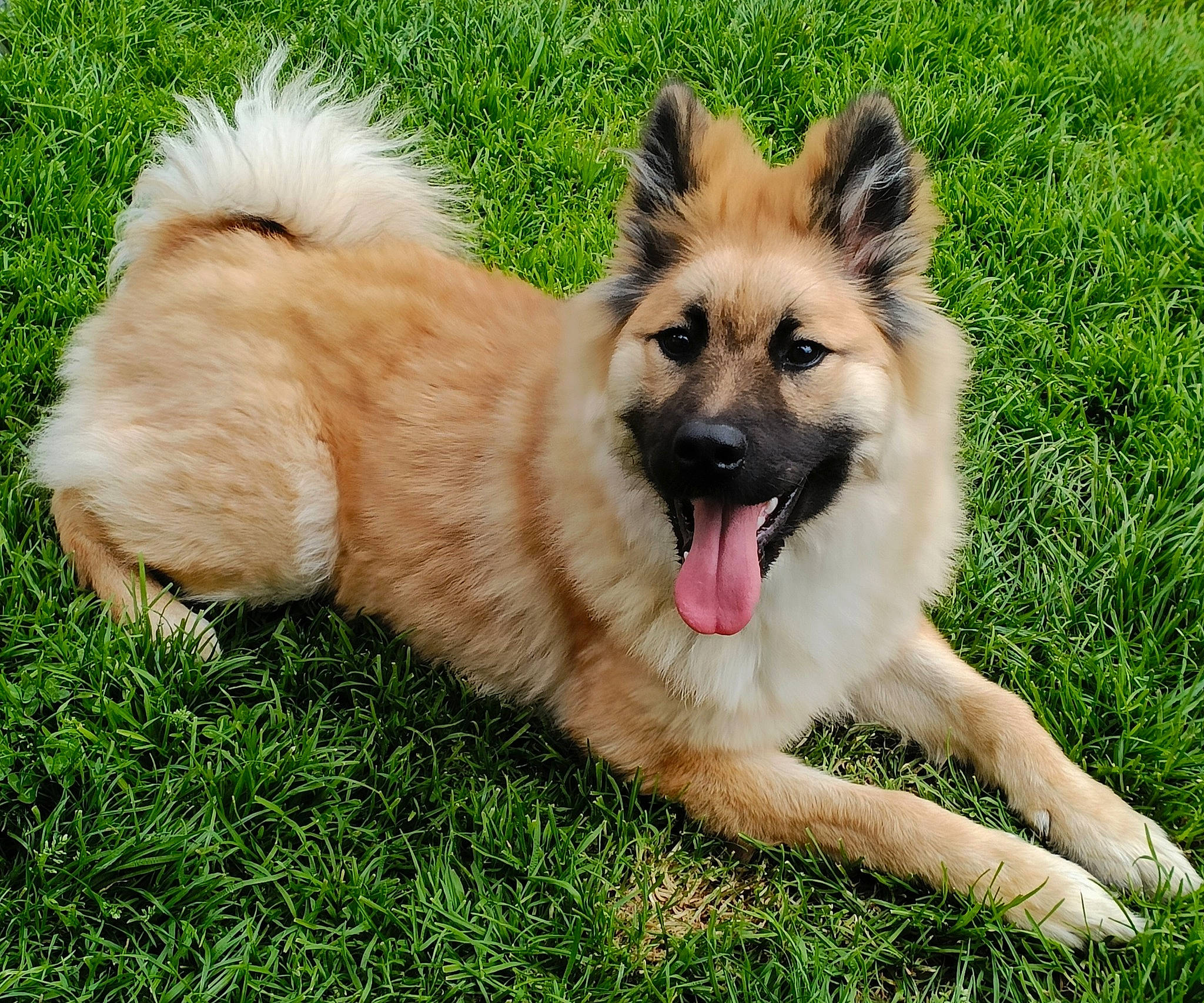 Hutta a rejoint le concours — aidez-le/la à gagner de superbes lots ! canidae, carnivore, companion_dog, dog, dog_breed, fawn, fur, german_spitz, german_spitz_klein, german_spitz_mittel, grass, herding_dog, plant, snout, spitz, sporting_group, terrestrial_animal, whiskers, working_animal, working_dog