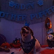 Maximus joined the competition — help win amazing prizes! animal, bandana, banner, birthday, blue, celebration, crown, decorations, dog, festive, happy, holiday, indoor, orange, party, pet, pumpkin, smiling, table, toy
