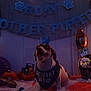 animal, bandana, banner, birthday, blue, celebration, crown, decorations, dog, festive, happy, holiday, indoor, orange, party, pet, pumpkin, smiling, table, toy