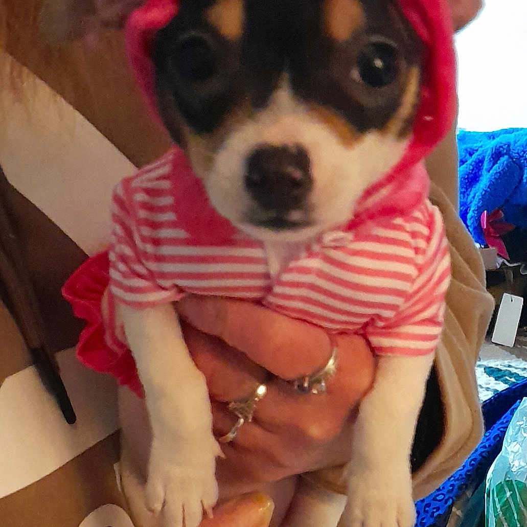 Mama Girl joined the competition — help win amazing prizes! animal, apparel, bow, canine, clothing, cozy, cute, dog, ears, face, fingers, hand, holding, hoodie, indoor, person, pet, puppy, small, striped