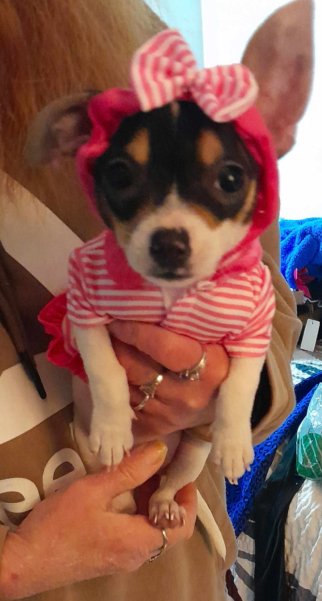 Mama Girl joined the competition — help win amazing prizes! animal, apparel, bow, canine, clothing, cozy, cute, dog, ears, face, fingers, hand, holding, hoodie, indoor, person, pet, puppy, small, striped