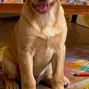Niko is registered to the contest to win money with this photo: animal, art, background, canine, colorful, cute, dog, expression, floor, golden_retriever, happy, indoor, paint, painting, pet, puppy, sitting, smiling, studio, young