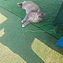animal, calm, cat, daylight, domestic_animal, feline, fluffy, fur, gray_cat, green_carpet, laying_down, looking_up, nature, outdoor, pet, quiet, relaxed, resting, shadow, sunlight