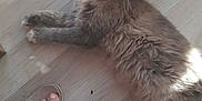 Atchoum a rejoint le concours — aidez-le/la à gagner de superbes lots ! animal, cat, closeup, domestic_cat, floor, fluffy, foot, fur, home, indoor, laying_down, paw, pet, relaxed, resting, sandal, silver_sandal, sunlight, whiskers, wooden_floor