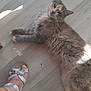 animal, cat, closeup, domestic_cat, floor, fluffy, foot, fur, home, indoor, laying_down, paw, pet, relaxed, resting, sandal, silver_sandal, sunlight, whiskers, wooden_floor