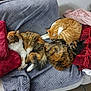 Reïky participe au concours pour gagner de l'argent avec cette photo : cat, cats, feline, pet, sleeping, resting, couch, blanket, pillow, fur, orange_cat, tabby, calico, indoor, cozy, relaxing, home, furniture, nap, animal