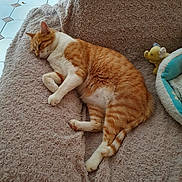 Reïky a rejoint le concours — aidez-le/la à gagner de superbes lots ! cat, orange_cat, white_cat, sleeping, blanket, couch, plush_toy, elephant_toy, pet_bed, indoor, floor_tiles, furniture, relaxation, cozy, resting, fur, whiskers, tail, paws, home