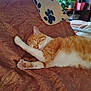 Reïky a rejoint le concours — aidez-le/la à gagner de superbes lots ! cat, sleeping, orange_cat, white_cat, paw, blanket, patterned_blanket, chair, indoor, plant, window, shelf, cozy, relaxed, pet, fur, home, napping, furniture, domestic
