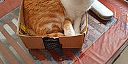 Reïky participe au concours pour gagner de l'argent avec cette photo : cat, orange_cat, white_cat, cardboard_box, glass_table, wooden_table, indoor, pet, feline, curious, cozy, remote_control, blanket, floor_tiles, domestic_animal, cute, fur, whiskers, sitting, looking_at_camera