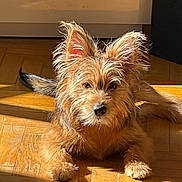 Teddy a rejoint le concours — aidez-le/la à gagner de superbes lots ! adorable, animal, canine, companion, cute, dog, domestic, ears, fur, furry, indoor, laying_down, pet, portrait, relaxed, scruffy, shadow, sunlight, warm_light, wooden_floor