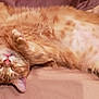 Oree is registered to the contest to win money with this photo: cat, orange_tabby, sleeping, bed, fur, pet, relaxed, whiskers, paw, indoor, cozy, cute, animal, feline, resting, domestic_cat, pink_nose, soft, fluffy, comfort