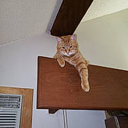 Oree joined the competition — help win amazing prizes! cat, orange_tabby, wooden_beam, paw, indoor, relaxed, loft, ceiling, beam, feline, animal, pet, domestic_cat, resting, curious, whiskers, ears, claws, fur, house