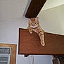 cat, orange_tabby, wooden_beam, paw, indoor, relaxed, loft, ceiling, beam, feline, animal, pet, domestic_cat, resting, curious, whiskers, ears, claws, fur, house