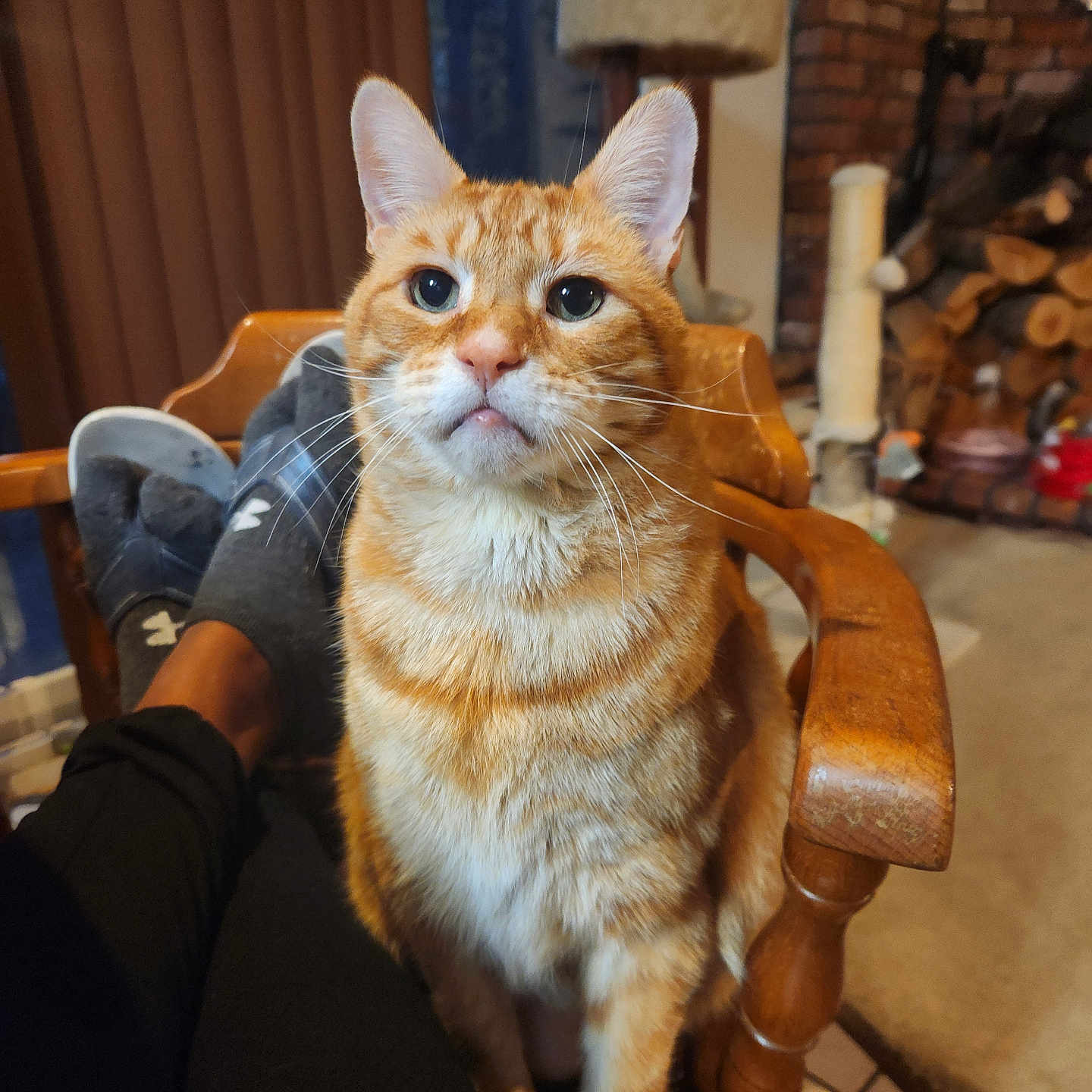 Oree joined the competition — help win amazing prizes! brick_wall, carpet, cat, cat_tree, chair, cozy_room, curtains, feline, firewood, indoor, legs, looking_up, orange_tabby, person, pet, relaxing, socks, whiskers, window, wooden_furniture
