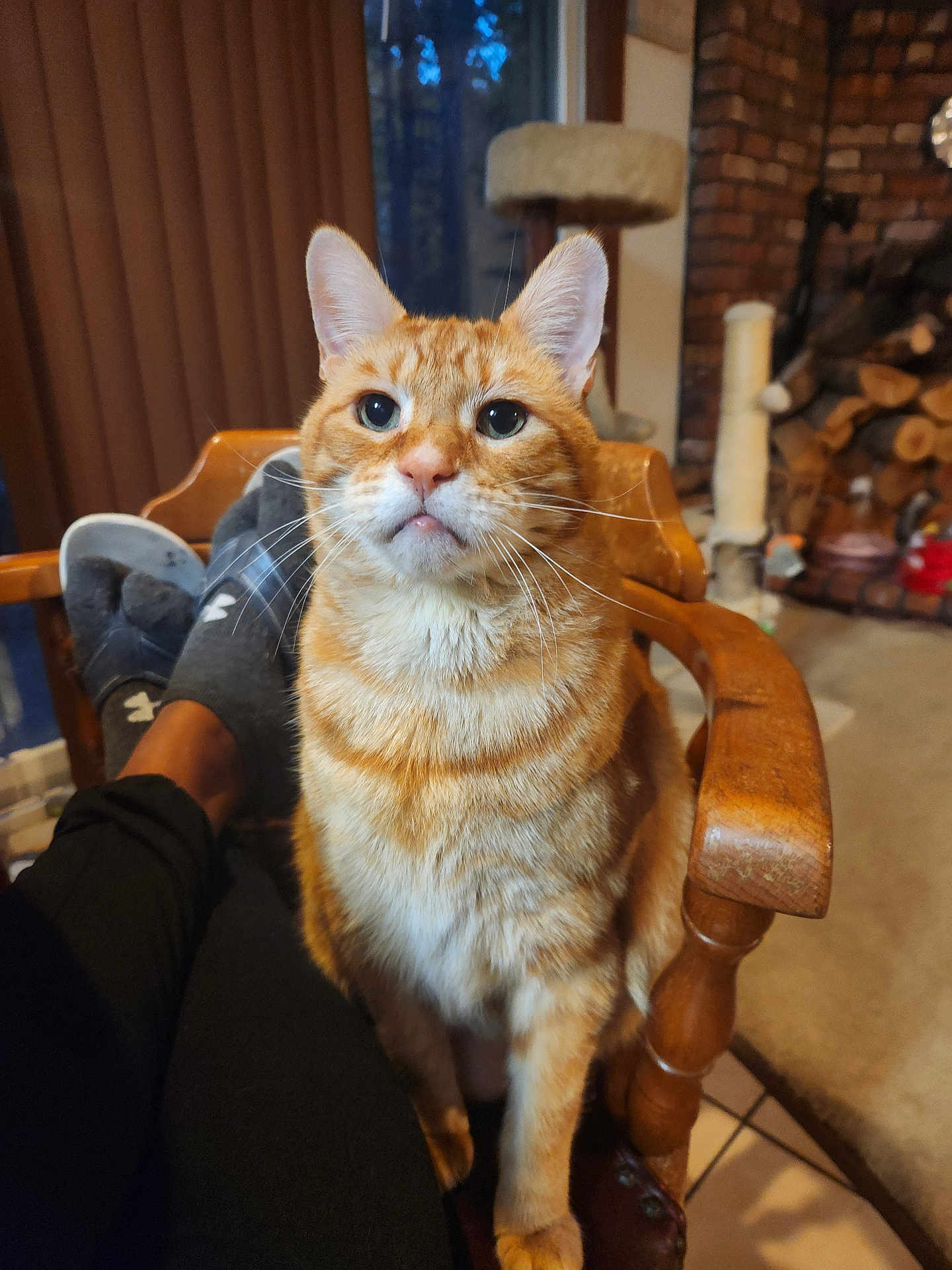Oree joined the competition — help win amazing prizes! cat, orange_tabby, chair, wooden_furniture, indoor, cozy_room, firewood, cat_tree, window, curtains, person, socks, legs, carpet, brick_wall, relaxing, pet, feline, looking_up, whiskers