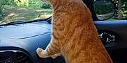 Oree joined the competition — help win amazing prizes! animal, car_interior, cat, curious, dashboard, daytime, domestic_cat, feline, greenery, inside_car, looking_out, nature_outside, orange_tabby, passenger_seat, pet, side_mirror, striped_fur, sunlight, trees, window