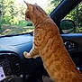 Oree joined the competition — help win amazing prizes! cat, orange_tabby, car_interior, dashboard, passenger_seat, window, side_mirror, trees, greenery, sunlight, animal, pet, curious, looking_out, feline, striped_fur, domestic_cat, inside_car, nature_outside, daytime