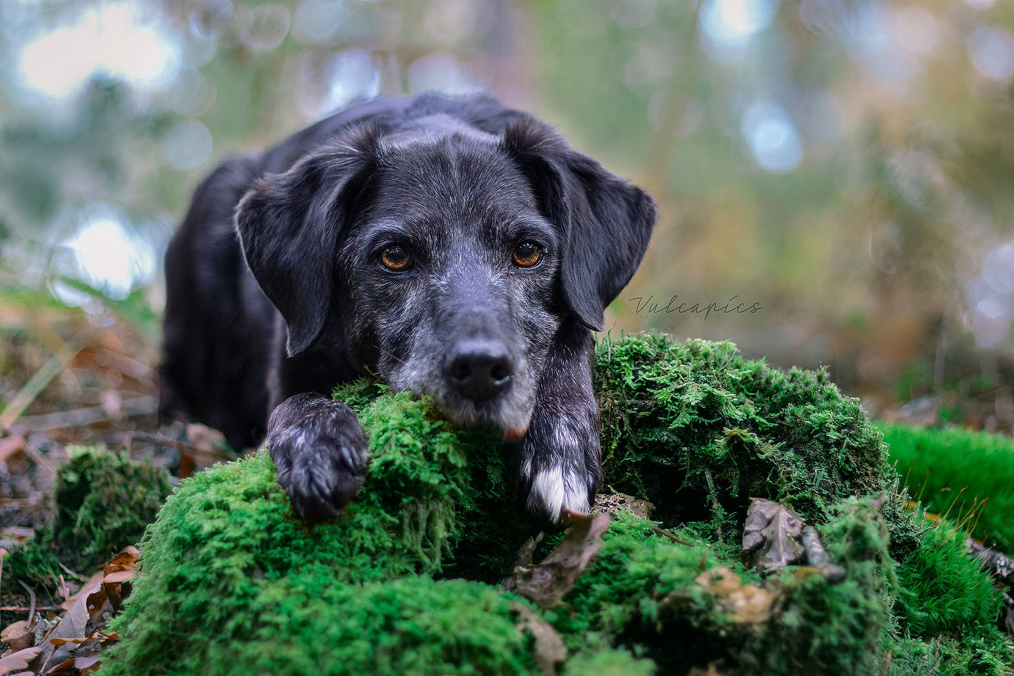 Vulco a rejoint le concours — aidez-le/la à gagner de superbes lots ! algae, canidae, carnivore, companion_dog, dog, dog_breed, green, green_algae, groundcover, gun_dog, moss, non_vascular_land_plant, puppy, snout, sporting_group, terrestrial_animal, terrestrial_plant, vascular_plant, working_animal, working_dog