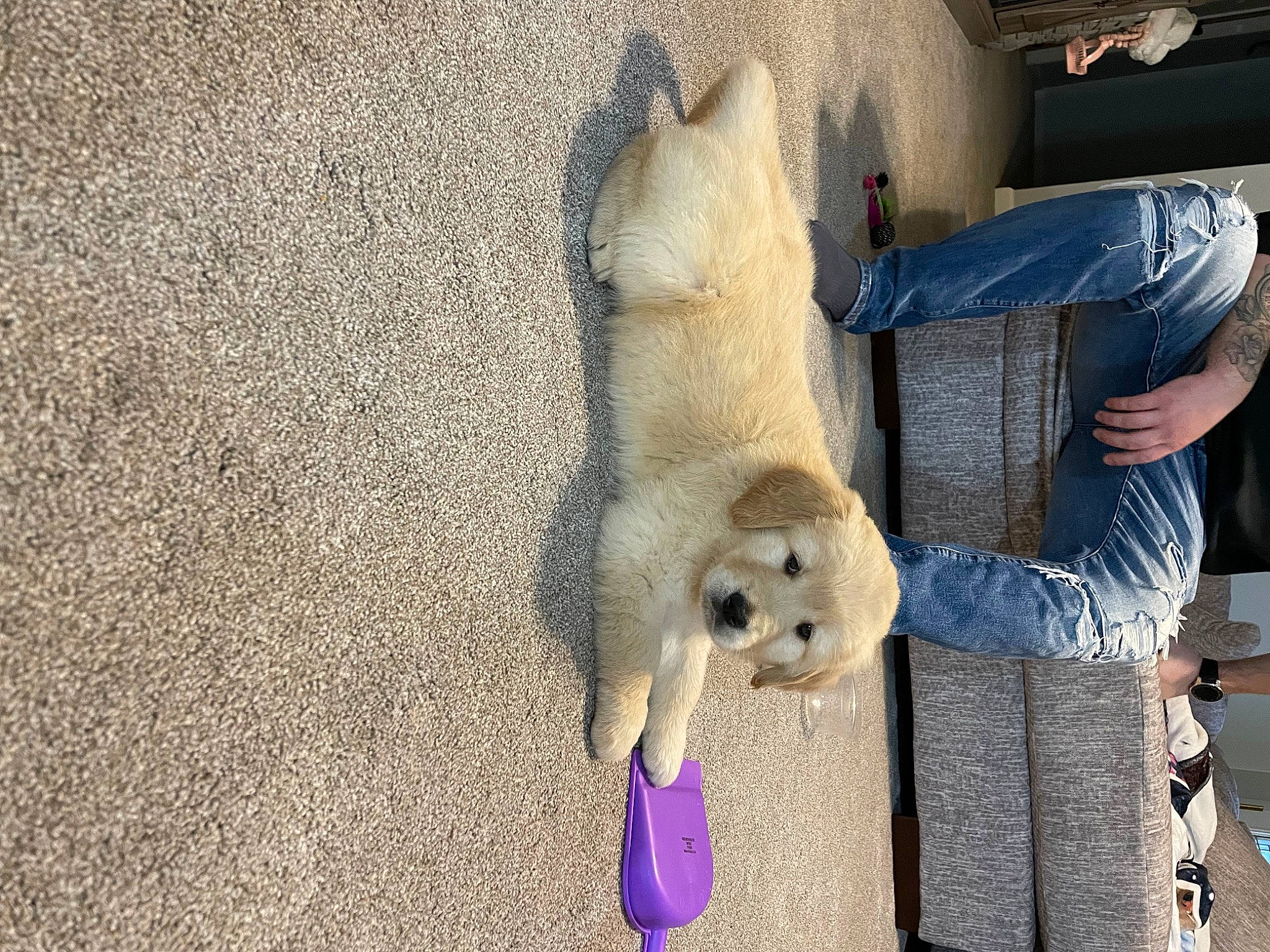 Josie is registered to the contest to win money with this photo: canidae, carnivore, companion_dog, dog, dog_breed, fawn, felidae, ferret, fur, non_sporting_group, paw, polar_bear, snout, sporting_group, street_dog, stuffed_toy, tail, toy, wildlife, working_animal