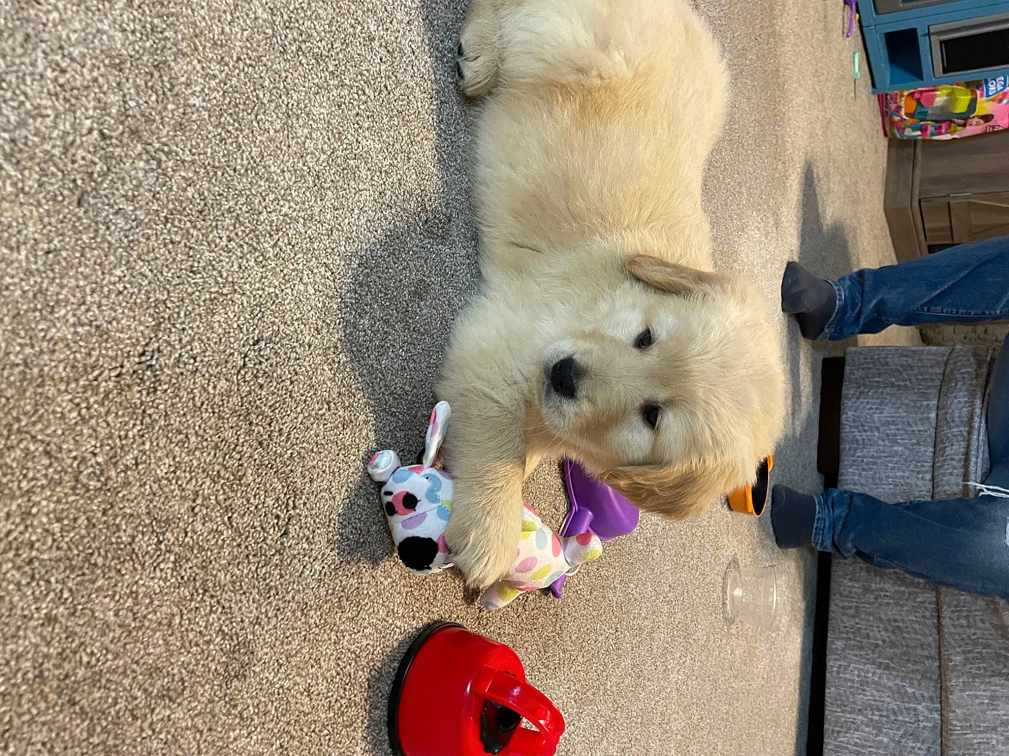 Josie is registered to the contest to win money with this photo: bear, canidae, carmine, carnivore, collar, companion_dog, dog, dog_breed, dog_supply, fawn, fur, leash, pet_supply, polar_bear, snout, sporting_group, stuffed_toy, tail, toy, working_animal