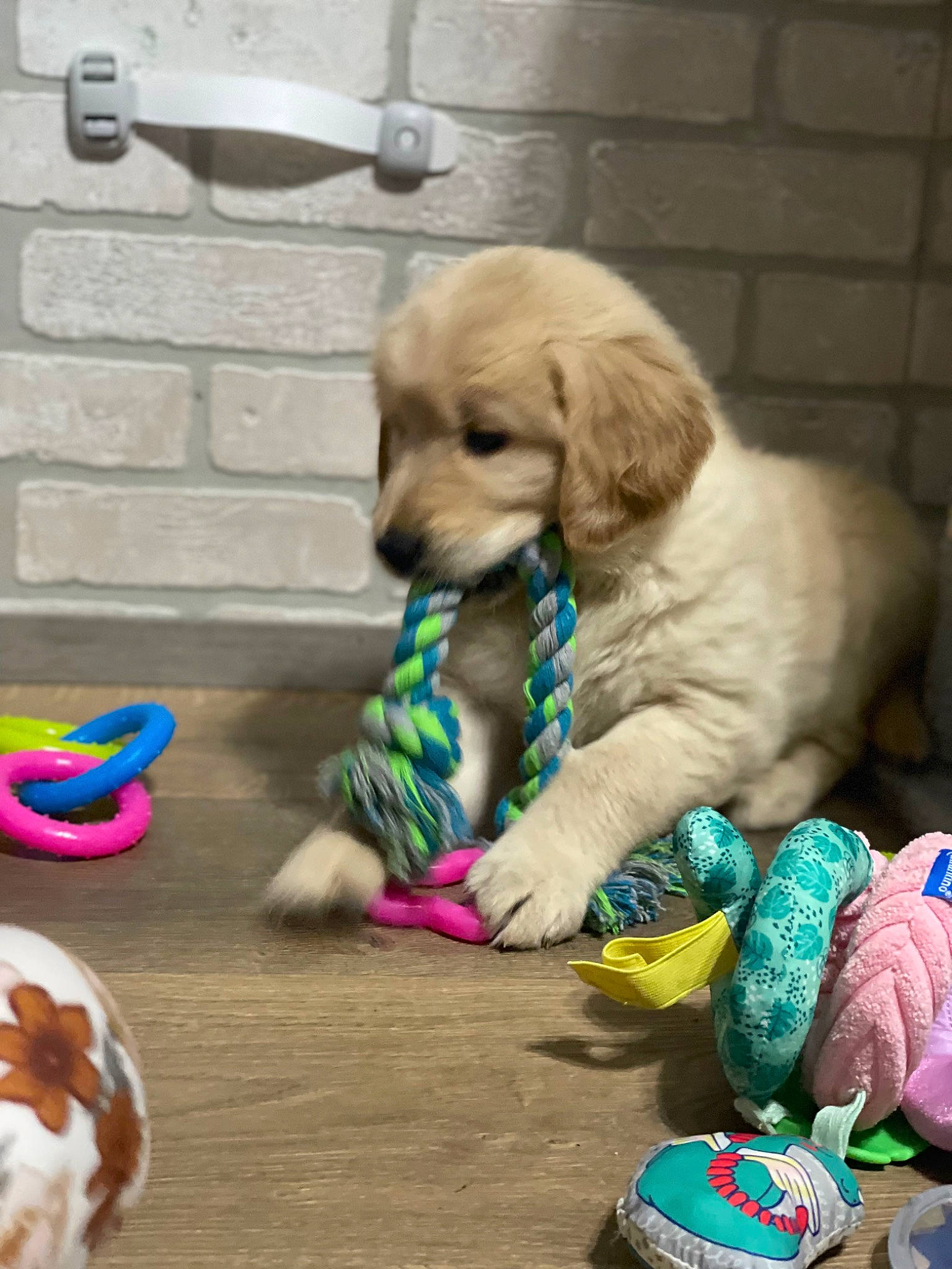 Josie joined the competition — help win amazing prizes! canidae, carnivore, companion_dog, dog, dog_breed, dog_collar, dog_supply, dog_toy, fawn, flooring, fur, pet_supply, play, retriever, sporting_group, tail, toy, toy_dog, wood, working_animal