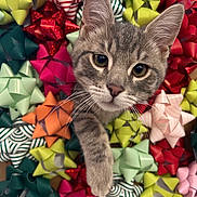 Arthur is registered to the contest to win money with this photo: cat, tabby_cat, pet, animal, cute, curious, gift_bows, colorful, decorations, holiday, close_up, whiskers, feline, playful, paw, face, ears, striped, background, indoor