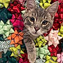 cat, tabby_cat, pet, animal, cute, curious, gift_bows, colorful, decorations, holiday, close_up, whiskers, feline, playful, paw, face, ears, striped, background, indoor