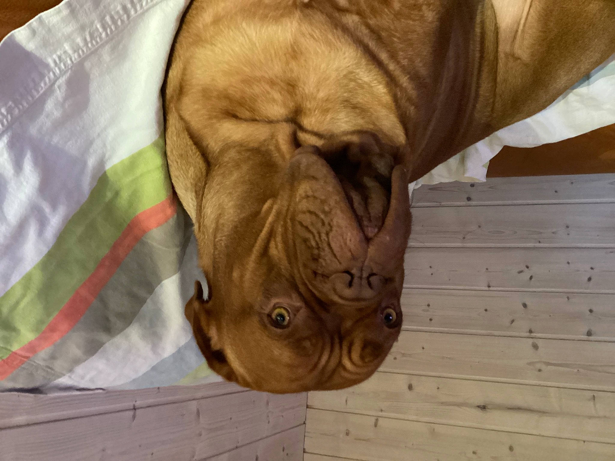 Suzanne participe au concours pour gagner de l'argent avec cette photo : bulldog, carnivore, comfort, companion_dog, dog, dog_breed, ear, fawn, felidae, flooring, hardwood, liver, snout, sporting_group, terrestrial_animal, whiskers, wood, wood_stain, working_animal, wrinkle