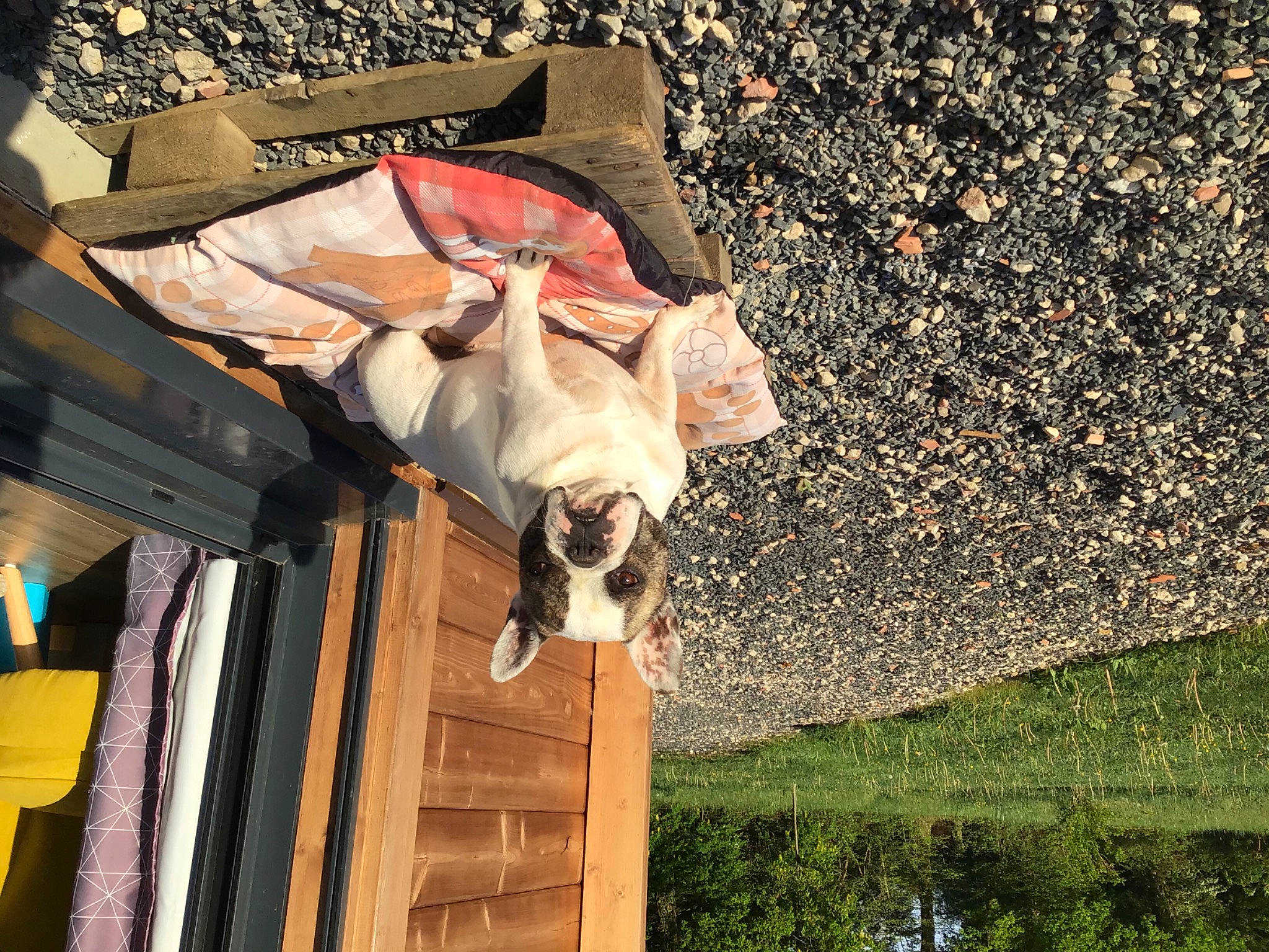 Loïs participe au concours pour gagner de l'argent avec cette photo : canidae, carnivore, companion_dog, dog, dog_breed, fawn, felidae, fun, fur, grass, house, leisure, plant, sporting_group, tail, tints_and_shades, tree, vertebrate, water, wood