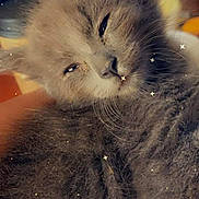 Blaze is registered to the contest to win money with this photo: kitten, cat, gray_fur, sleepy, close_up, indoor, pet, cute, furry, whiskers, small_animal, animal_face, relaxed, domestic_cat, soft_texture, young_cat, star_effects, cozy, hand, blurred_background