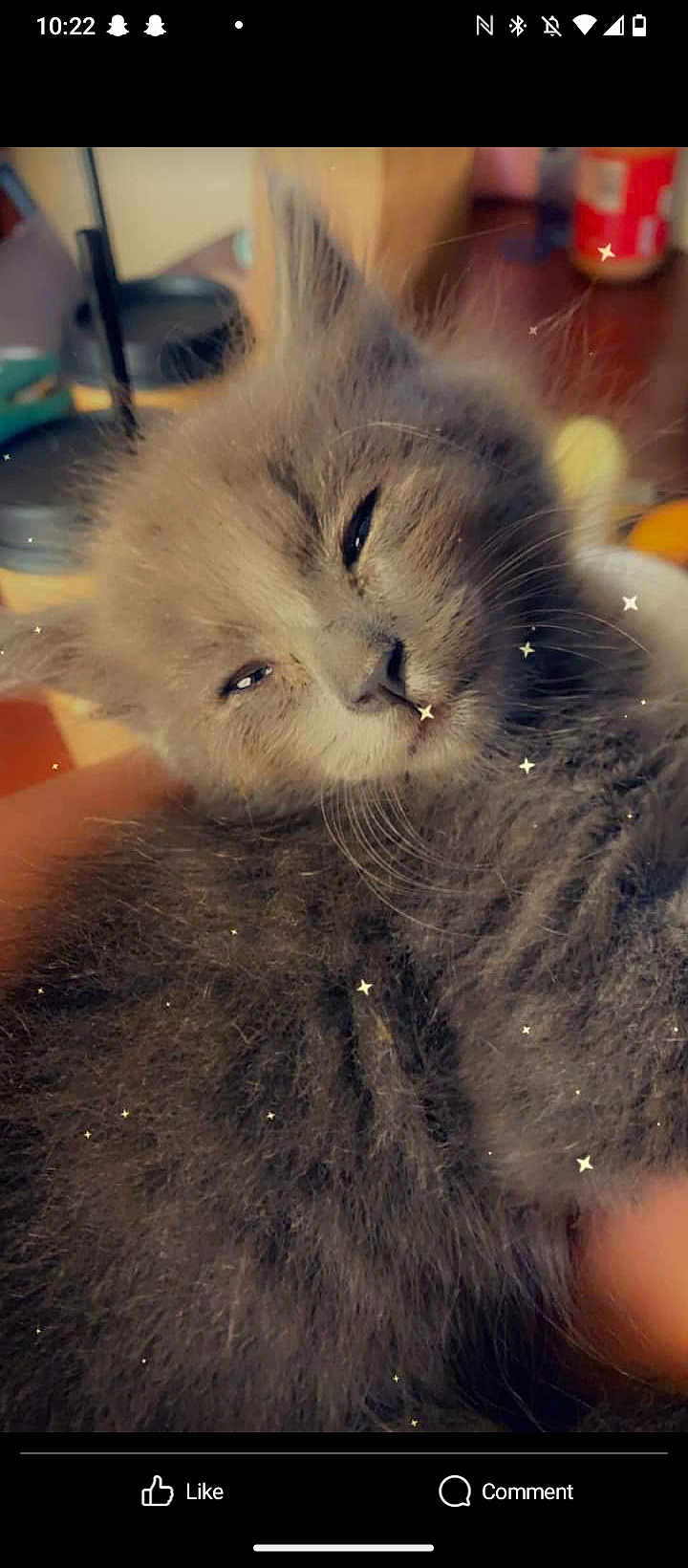 Blaze is registered to the contest to win money with this photo: kitten, cat, gray_fur, sleepy, close_up, indoor, pet, cute, furry, whiskers, small_animal, animal_face, relaxed, domestic_cat, soft_texture, young_cat, star_effects, cozy, hand, blurred_background