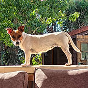 Vanille participe au concours pour gagner de l'argent avec cette photo : dog, animal, pet, outdoor, backyard, tree, greenery, sunlight, fence, wooden_shed, cushion, sofa, canine, standing, ears_up, alert, nature, daylight, fur, looking