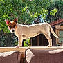 dog, animal, pet, outdoor, backyard, tree, greenery, sunlight, fence, wooden_shed, cushion, sofa, canine, standing, ears_up, alert, nature, daylight, fur, looking