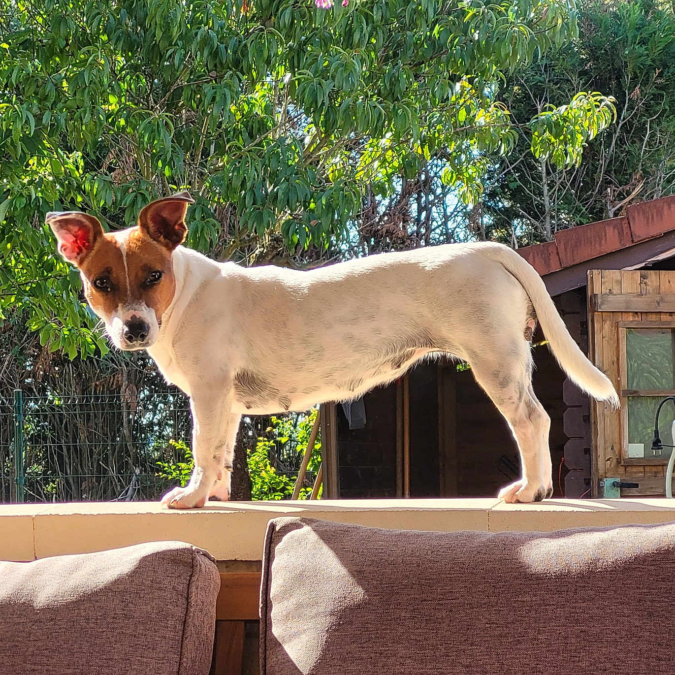 Vanille participe au concours pour gagner de l'argent avec cette photo : alert, animal, backyard, canine, cushion, daylight, dog, ears_up, fence, fur, greenery, looking, nature, outdoor, pet, sofa, standing, sunlight, tree, wooden_shed