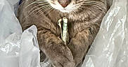 Archie is registered to the contest to win money with this photo: animal, cat, centered, close_up, crinkled, dramatic, ears, feline, funny, fur, gray_cat, green_eyes, indoor, paws, photography, plastic_bag, portrait, rolled_paper, staring, whiskers