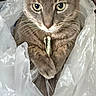 animal, cat, centered, close_up, crinkled, dramatic, ears, feline, funny, fur, gray_cat, green_eyes, indoor, paws, photography, plastic_bag, portrait, rolled_paper, staring, whiskers