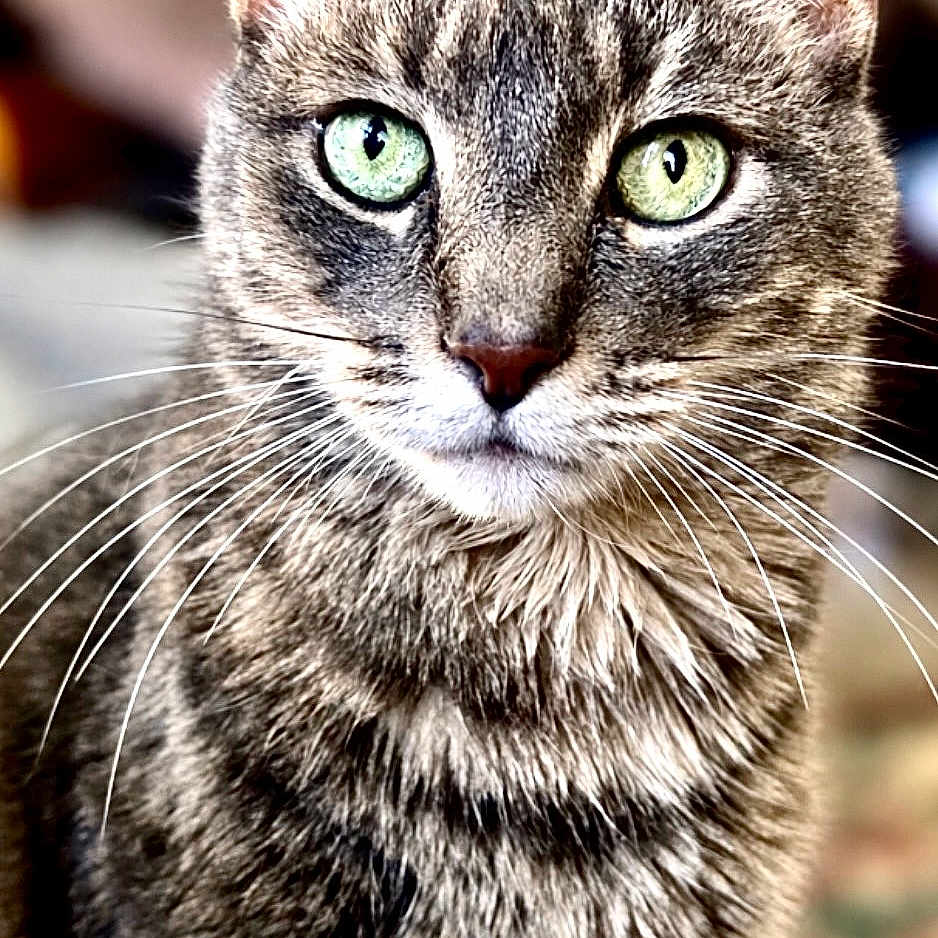 Archie