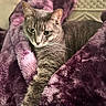 Archie is registered to the contest to win money with this photo: animal, blanket, cat, close_up, cozy, feline, fur, gray_cat, green_eyes, indoors, looking_at_camera, lying_down, pet, plush_blanket, pointed_ears, portrait, purple, relaxed, short_hair, whiskers