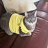 Archie joined the competition — help win amazing prizes! animal, cat, clothing, couch, cushion, ears, funny, gray_cat, green_eyes, indoors, leather, living_room, lying_down, pet, portrait, relaxed, sitting, sofa, whiskers, yellow_shirt