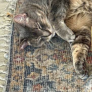 Archie is registered to the contest to win money with this photo: animal, carpet, cat, claws, close_up, cozy, ears, fluffy, fur, gray_cat, indoor, paws, pet, relaxed, resting, rug, sleeping, tabby, textured, whiskers