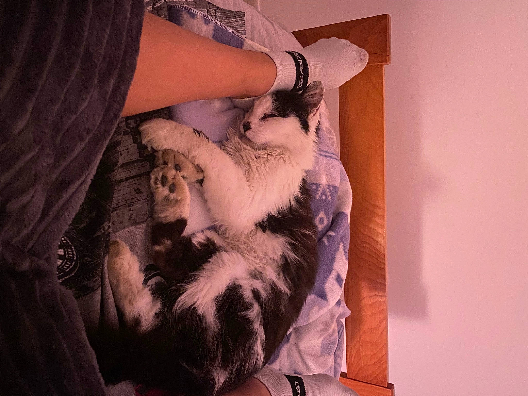 Baloo participe au concours pour gagner de l'argent avec cette photo : abdomen, beard, carnivore, cat, comfort, companion_dog, facial_hair, fashion_design, feather, felidae, flash_photography, formal_wear, fur, fur_clothing, gesture, nail, small_to_medium_sized_cats, thigh, whiskers, wrist