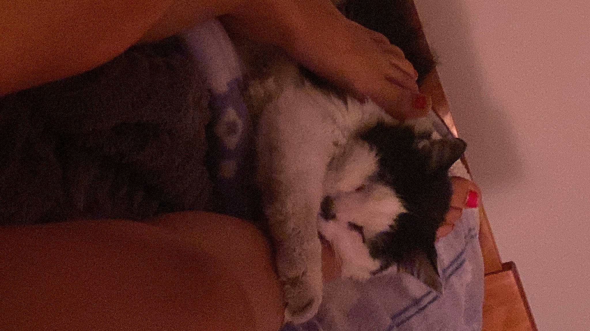 Baloo participe au concours pour gagner de l'argent avec cette photo : carnivore, cat, comfort, companion_dog, dog_breed, domestic_short_haired_cat, felidae, foot, fur, gesture, human_leg, lap, leg, nail, paw, room, small_to_medium_sized_cats, tail, thigh, whiskers