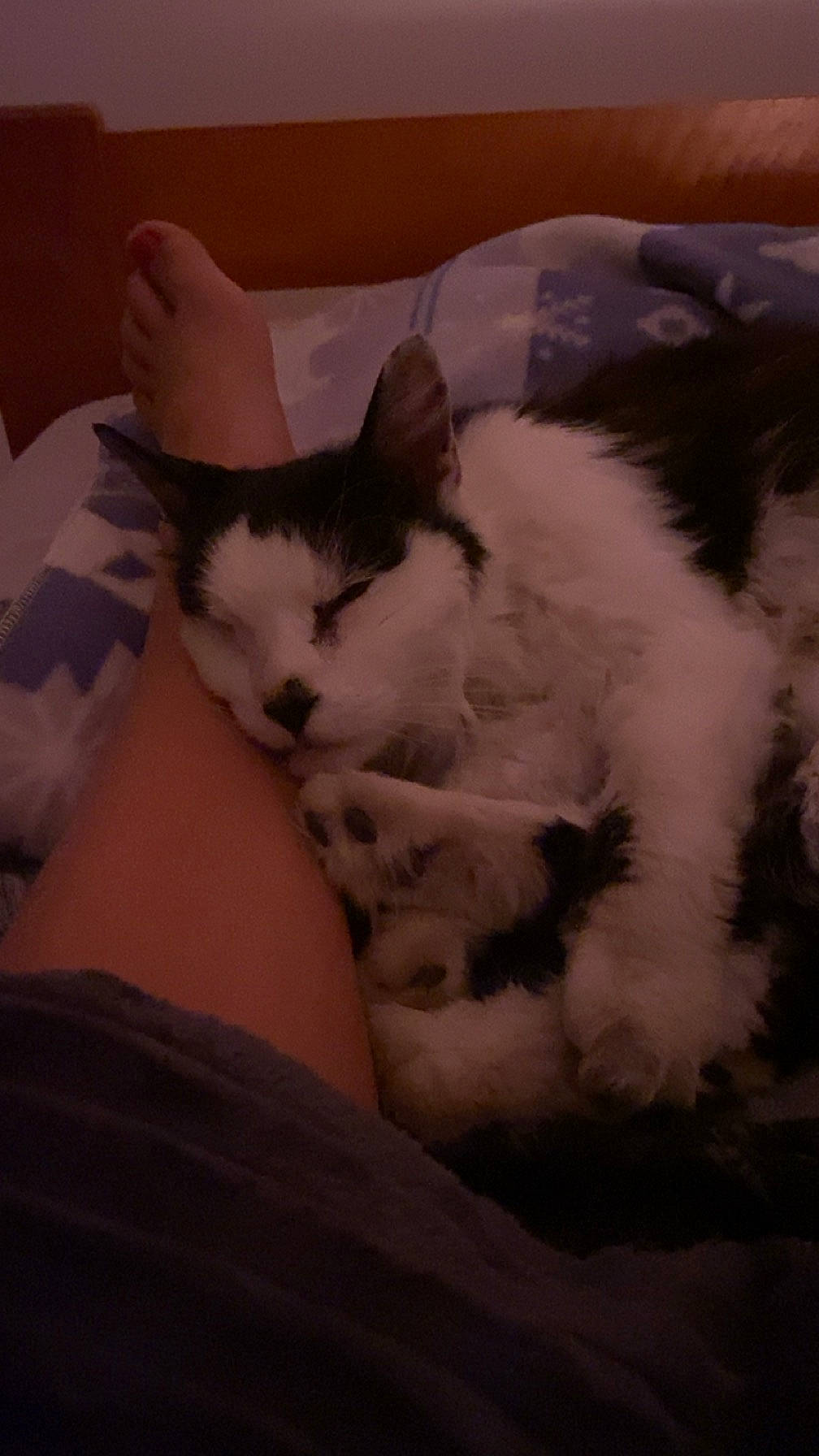 Baloo participe au concours pour gagner de l'argent avec cette photo : bed, bedding, carnivore, cat, cloud, comfort, domestic_short_haired_cat, felidae, foot, fur, human_leg, linens, nap, paw, sky, small_to_medium_sized_cats, snout, tail, thigh, whiskers