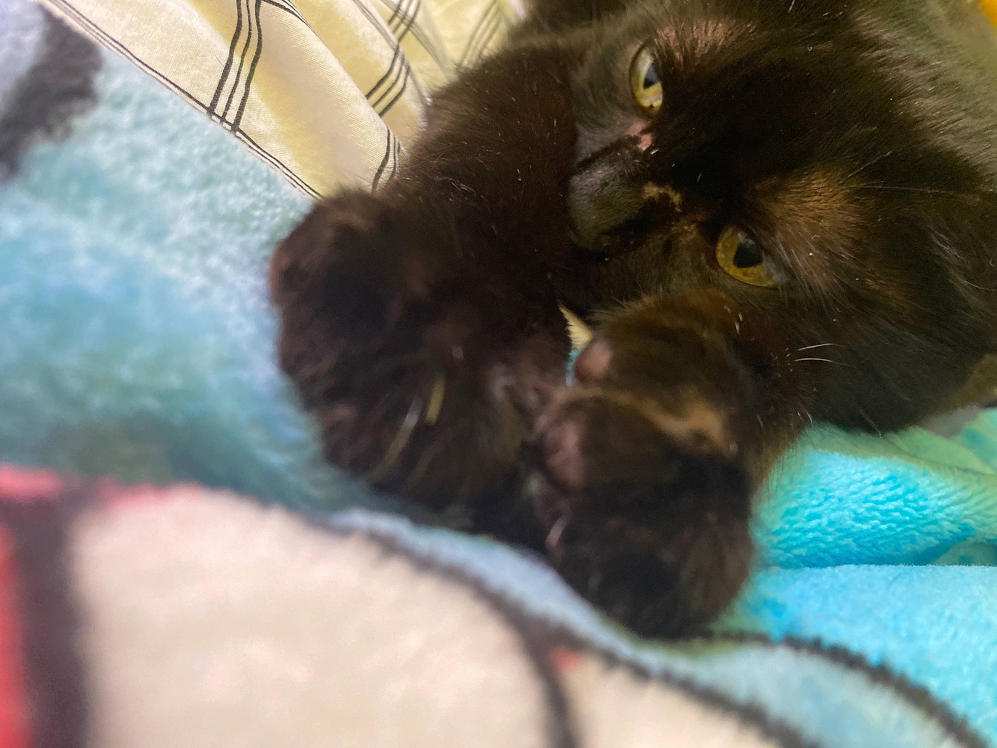 Geisha a rejoint le concours — aidez-le/la à gagner de superbes lots ! black_cat, bombay, carnivore, cat, claw, comfort, domestic_short_haired_cat, felidae, fur, paw, small_to_medium_sized_cats, tail, terrestrial_animal, whiskers