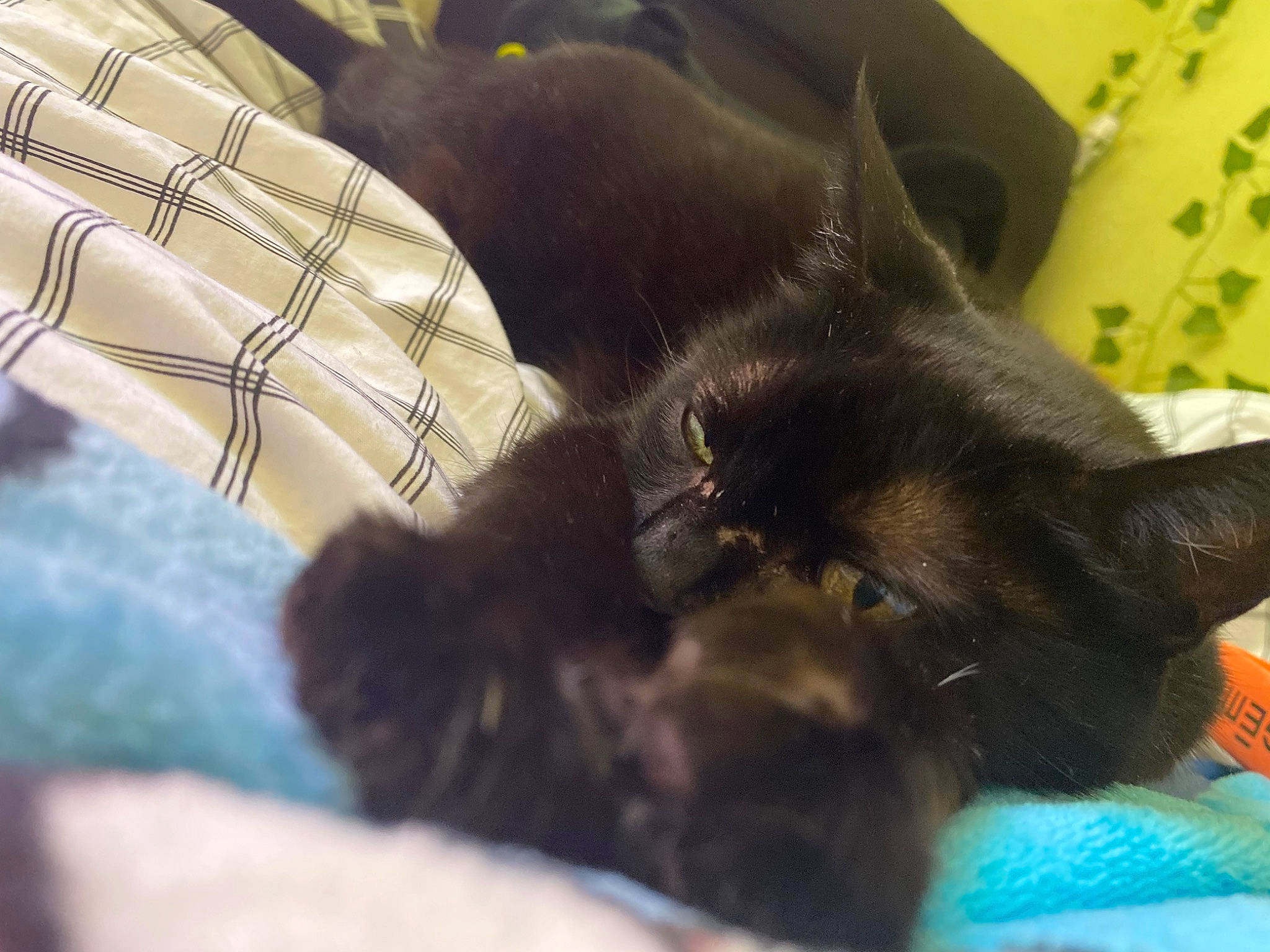 Geisha participe au concours pour gagner de l'argent avec cette photo : black_cat, bombay, carnivore, cat, claw, comfort, dog_breed, domestic_short_haired_cat, ear, felidae, fur, liver, nap, paw, small_to_medium_sized_cats, sporting_group, tail, tartan, whiskers